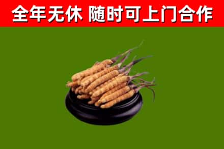 天台回收散虫草