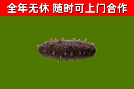 天台回收海参干